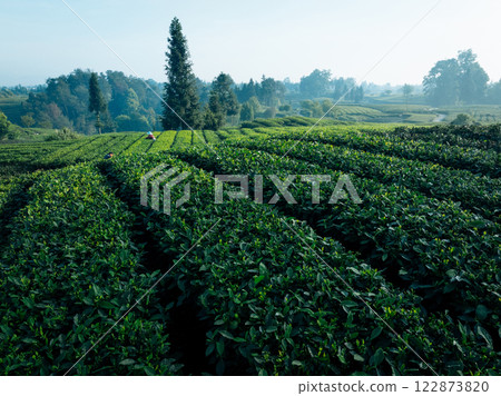 Aerial view of tea terrace landscape in China 122873820