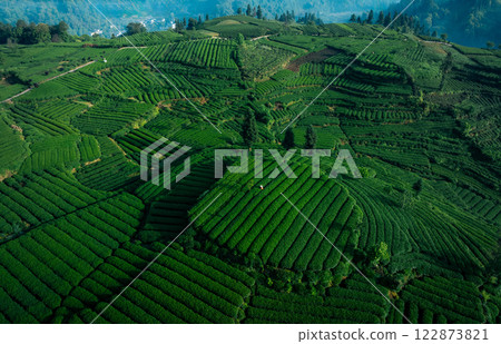 Aerial view of tea terrace landscape in China 122873821