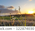 Fleabane in the morning glow 122874030
