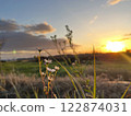 Fleabane illuminated by the morning sun 122874031