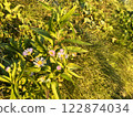 Morning daisies and buttercups 122874034