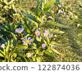 Dandelions and fleabane on a summer morning 122874036