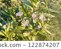 Fleabane and Dandelion Blooming in the Field 122874207
