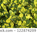 Clover carpet 122874209