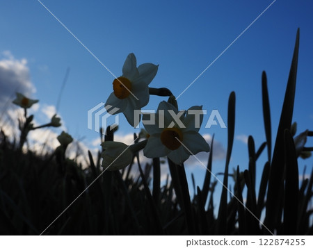 水仙花 水仙花 122874255