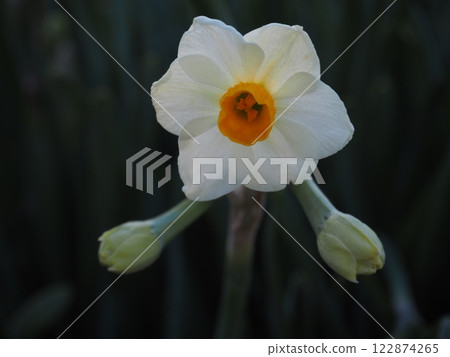Narcissus flower Narcissus flower 122874265