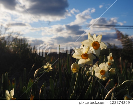 Narcissus flower 122874269
