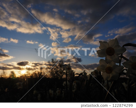 Narcissus flower 122874299
