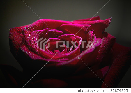 Fully open red rose on black background Fully open red rose on black background 122874805