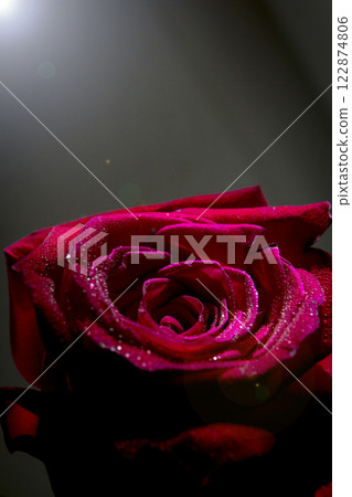Fully open red rose on black background Fully open red rose on black background 122874806