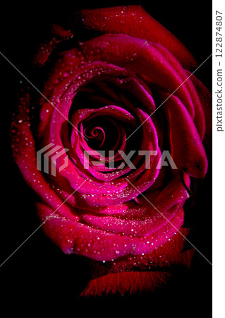 Fully open red rose on black background 122874807