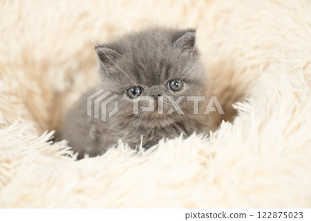 White bed and exotic shorthair kitten 122875023