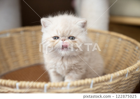 Exotic short-haired kitten in a basket 122875025