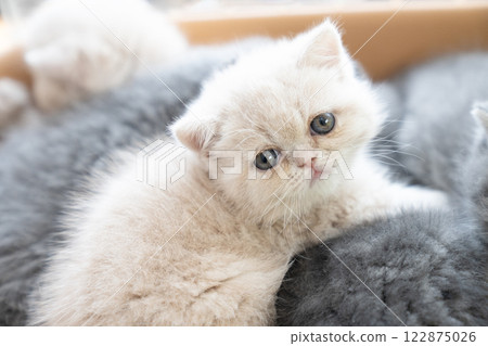 看相機的異乎尋常的短毛貓小貓 122875026