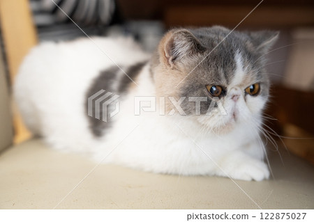Exotic shorthair kitten on a living room chair 122875027