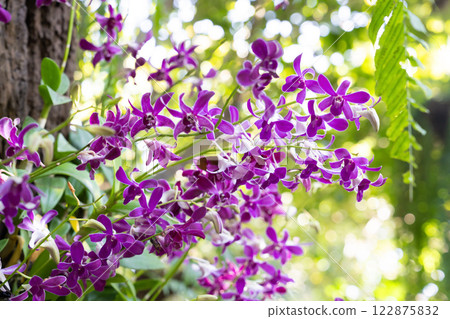 Beautiful Phalaenopsis orchids on tree and leaves. 122875832