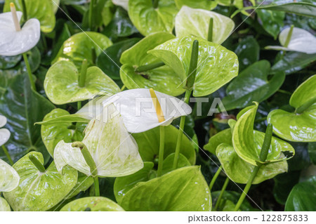 White color Anthurium Flower. Flower blossoms in the garden 122875833