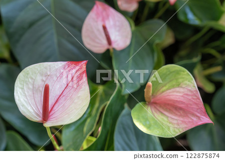 Blossoming plant of pink Anthurium, Flamingo flowers. 122875874