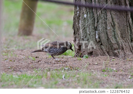 鵝口瘡 鵝口瘡 122876432