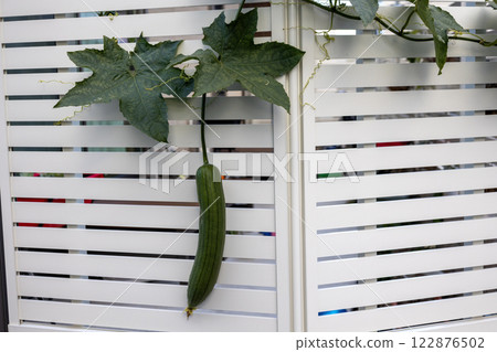 Loofah creeping on a wooden plank wall Loofah creeping on a wooden plank wall 122876502