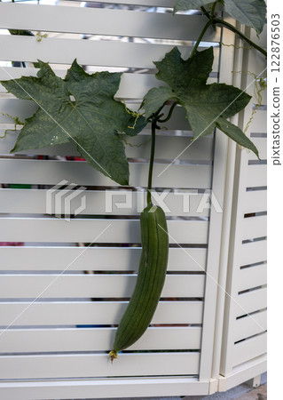 Loofah creeping on a wooden plank wall 122876503