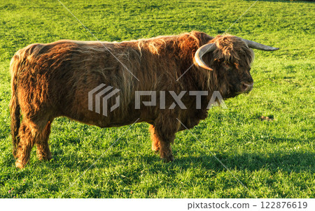 Red Highland Cattle bull (Bos primigenius taurus) with large horns standing in a meadow, Switzerland 122876619