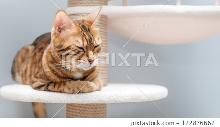 Domestic cat resting on scratching post. Domestic cat resting on scratching post. 122876662