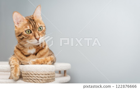 Domestic cat resting on scratching post. Domestic cat resting on scratching post. 122876666