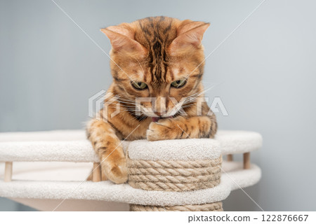 Domestic cat resting on scratching post. Domestic cat resting on scratching post. 122876667