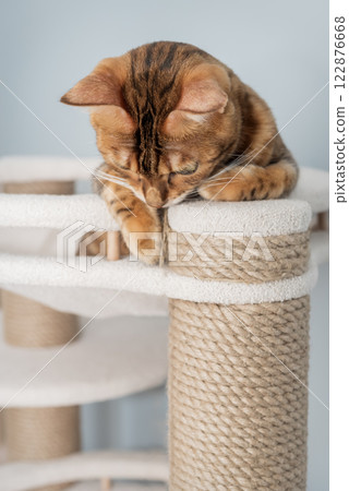 Domestic cat resting on scratching post. Domestic cat resting on scratching post. 122876668