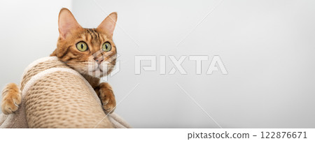 Domestic cat resting on scratching post. Domestic cat resting on scratching post. 122876671