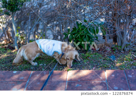 臘腸犬在公園散步 臘腸犬在公園散步 122876874