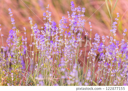 Lavender flowers close-up on blurred background 122877155