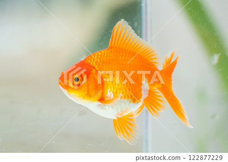 Oranda goldfish in aquarium fish tank close up 122877229