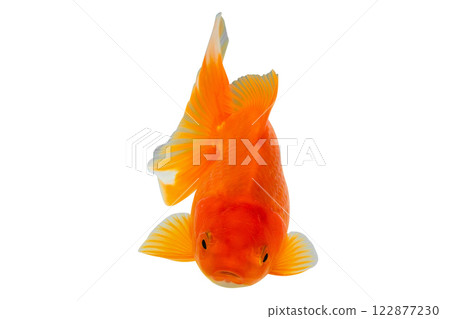 Oranda goldfish isolated on white background close up 122877230