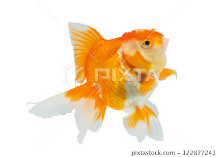 Oranda goldfish isolated on white background close up Oranda goldfish isolated on white background close up 122877241