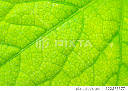 Green leaf texture surface background close up Green leaf texture surface background close up 122877577