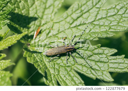Agapanthia dahli villosoviridescens, also known as the golden-bloomed grey longhorn beetle Agapanthia dahli villosoviridescens, also known as the golden-bloomed grey longhorn beetle 122877679
