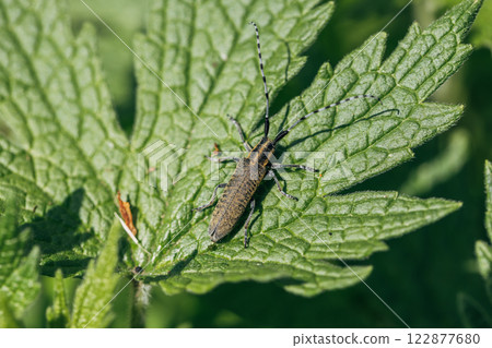 Agapanthia dahli villosoviridescens, also known as the golden-bloomed grey longhorn beetle 122877680