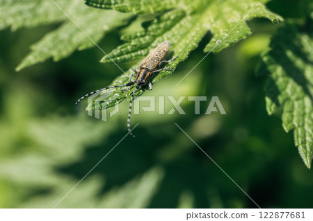 Agapanthia dahli villosoviridescens, also known as the golden-bloomed grey longhorn beetle 122877681