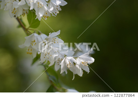 Fuzzy deutzia Flore Pleno 122877864