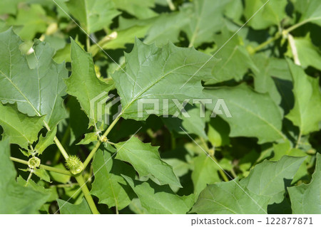 Sacred thorn apple 122877871