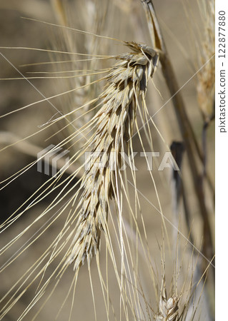 Durum wheat Durum wheat 122877880