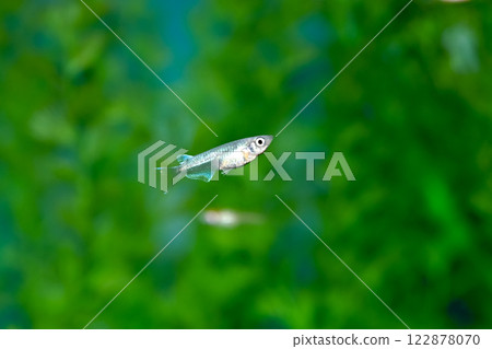 Miyuki Medaka 122878070