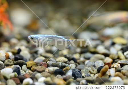 Miyuki Medaka Miyuki Medaka 122878073