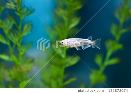 Miyuki Medaka Miyuki Medaka 122878074