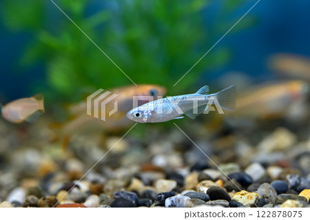 Miyuki Medaka 122878075