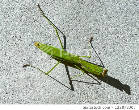 Mantis Walk 11 Mantis Walk 11 122878305