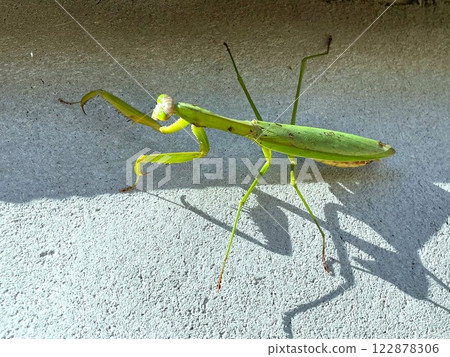Mantis Walk 12 Mantis Walk 12 122878306