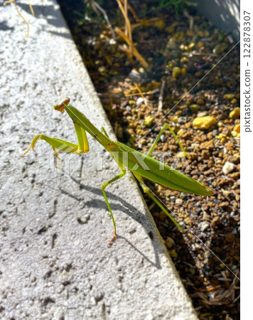 Mantis Walk 13 Mantis Walk 13 122878307